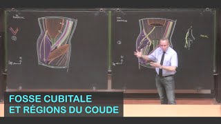 Anatomie de la fosse cubitale et des régions du coude Membre supérieur 9 [upl. by Tegdig476]