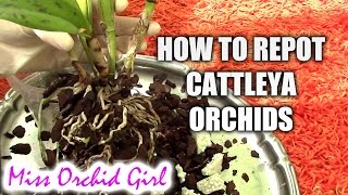 How to repot a Cattleya orchid [upl. by Lleynod]