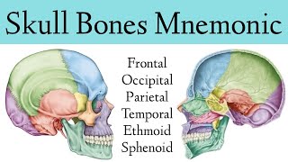 Skull Bone amp Suture MnemonicTrick Cranial Bone Anatomy Animation [upl. by Moreen]