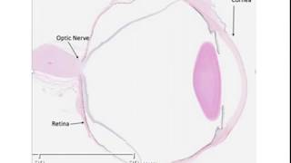 Histology of the Eye [upl. by Singband423]