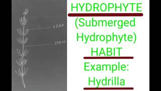 Hydrilla plantHYDROPHYTESubmergedECOLOGY practical [upl. by Reidar]