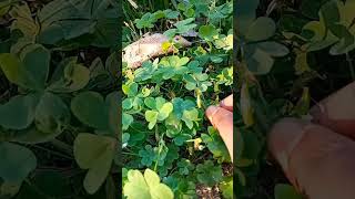 oxalis plant ☘️😱 viral science biology oxalis plants viralvideo [upl. by Gil]