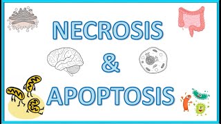 Cell Death  Necrosis amp Apoptosis  Types Morphology Causes Mechanism amp Clinical Significance [upl. by Geffner75]