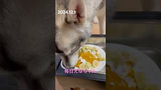 1歳の誕生日のえなちゃん🎉手作りケーキを食べる☺️ dog シベリアンハスキー 愛犬 犬のいる暮らし 可愛い 癒し puppy shorts [upl. by Nellaf]