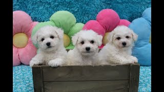 Bichon Frise Puppies  3 Females [upl. by Arika]