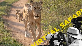 Meet the New Lion Cubs Of Londolozi Virtual Safari  197 [upl. by Wasson]