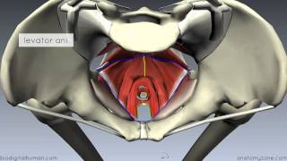 Pelvic Floor Part 1  The Pelvic Diaphragm  3D Anatomy Tutorial [upl. by Eniluqaj758]