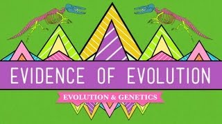 Evolution Its a Thing  Crash Course Biology 20 [upl. by Eirrak]