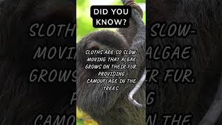 Sloths Move So Slowly That Algae Grows on Them SlothLife NaturalCamouflage NatureSlow facts [upl. by Matti]