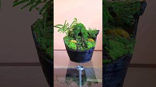 How to garden using moss and coconut shell 🌲shortvideo youtubeshorts youtubevideos garden [upl. by Enair]