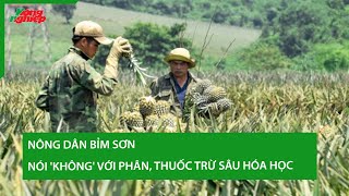 Nông dân Bỉm Sơn nói không với phân thuốc trừ sâu hóa học [upl. by Dyal]