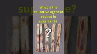 what is the causative agent of red rot in sugarcane plant pathology biology mycology fungus [upl. by Platon535]