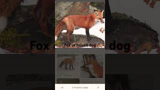 Fox or hound [upl. by Garretson]