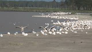 Great White Pelicans Lake Nakuru National Park Kenya 22 January 2024 [upl. by Standush]