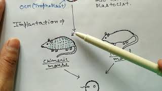 Embryonic Stem Cells gene transfer method Animal Biotechnology [upl. by Adniral]