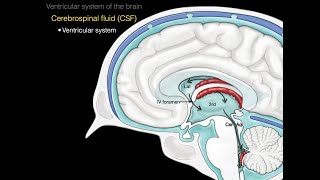 The ventricular system [upl. by Aryan]