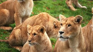 Zoo de Cerza au coeur du plus grand zoo de Normandie [upl. by Haizek]