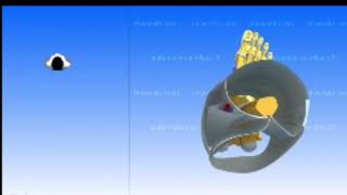 Intermuscular septa ampCompartments شرح [upl. by Georgina]