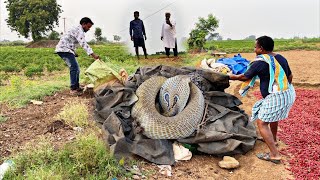 Indian spectacled venomous cobra snake rescue Gonegandla Village 9966333589 WhatsApp [upl. by Knight50]