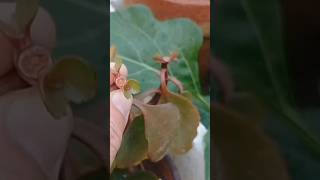 Kalanchoe plant care tips lifestylewithtshes virshorts [upl. by Martens]