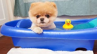 Boo  The Worlds Cutest Dog Video Compilation  Pomeranian Puppies cute pet [upl. by Oinota]