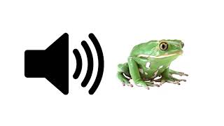 Frog Croaking  Sound Effect  ProSounds [upl. by Enreval]