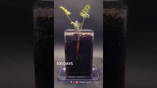 Carrot Growing Time Lapse 100 Days 😱  shorts timelapse growingplants woodlapse seeds [upl. by Kerwinn686]