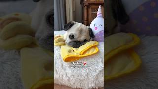 Update on Loulou ONE week after SURGERY ❤️‍🩹 pug dog shorts [upl. by Yhtomit]