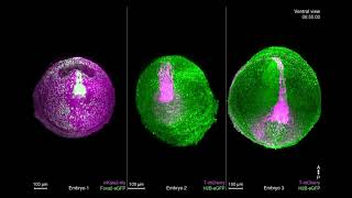 Dynamic In Toto Imaging of PostImplantation Development  Cell Oct 11 2018 Vol 175 Issue 3 [upl. by Nrojb747]