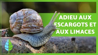 Comment SE DÉBARRASSER des ESCARGOTS et des LIMACES 🐌🌳 6 méthodes maison et écologiques [upl. by Sherline]