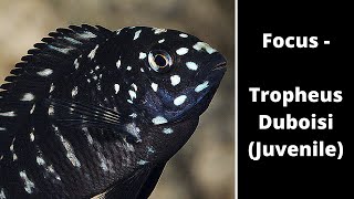 Focus  Tropheus Duboisi Juvenile [upl. by Claiborn]