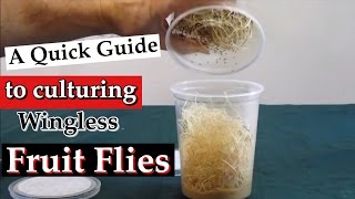 Culturing Wingless Fruit Flies Drosophila melanogaster as Live Food A Quick Guide [upl. by Illib312]