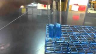 Lab Protocol  Reducing Sugars Detection Assay Unit 4 Macromolecules [upl. by Schargel]