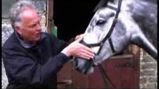 Assembling the Rambo® Micklem Multibridle  Surrey Equestrianwmv [upl. by Ahsilem]