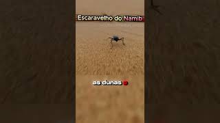 Escaravelho do Deserto Namib – Insetos Curiosos do Deserto curiosidades cultura animals [upl. by Ijneb]