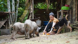 Wild Boar Care  Health Care Cooking  After Days of Hospital Treatment  Living Off Grid Alone [upl. by Nynnahs]