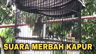 Suara Merbah Kapur  Suara Panggilan Trucukan [upl. by Hannis]