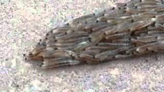 Fungus gnat larvae snake crossing the sidewalk [upl. by Nosloc]