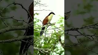 Burung puyuh berkepala biru  jagatburung duniaburung suaraburung burungliar burungberkicau [upl. by Elisha]