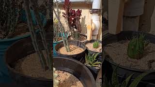 Euphorbia gang euphorbia succulentlife succulent suckyplants plantsvideo video gardenshorts [upl. by Lona]