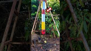 Creative a quick pig trap with a high explosive rocket trap animals animaltrap [upl. by Morentz72]