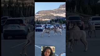 I Finally Passed the Impossible Bighorn Sheep [upl. by Divad]