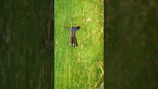 Common Moorhen eating insects shorts ytshorts birds wildlife wildphotography photography [upl. by Laertnom]