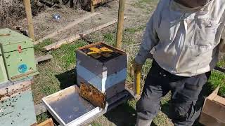 Beekeeping Spring Beehive Rotation Mite Control Part 2 [upl. by Paulo]