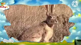 The amazing world baby tv jackrabbit [upl. by Manheim]