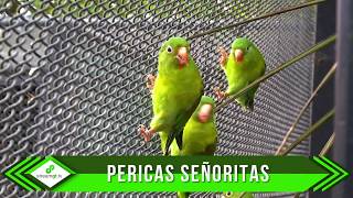 Pericas Señoritas [upl. by Larry]