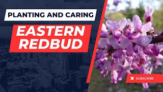 Planting and Caring for Eastern Redbud A MustHave Tree for Your Garden [upl. by Holofernes]