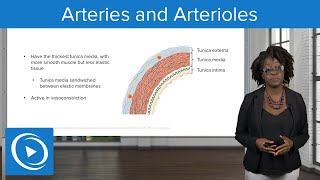 Arteries and Arterioles – Physiology  Lecturio Nursing [upl. by Ditmore831]