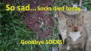 Sad Story SOCKS my Stray Cat died Today [upl. by Trubow397]