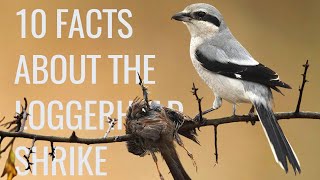 10 Facts About the quotButcher Birdquot Loggerhead Shrike [upl. by Quin]